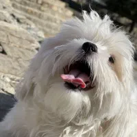 واگذاری سگ شیتزو  اصل