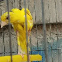 قناری جیبر و یکسر