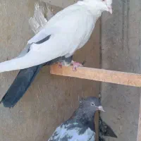 تعدادی رنگه آس و خواص|پرنده|شیروان (خراسان), |دیوار