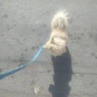 گمشده سگ پامر|حیوانات|یزد, |دیوار