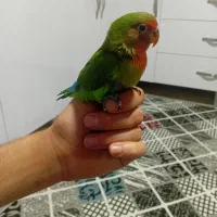 پرنده|پرنده|الوند, |دیوار