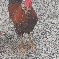 خروس چهل تاج