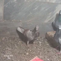 کبوتر|پرنده|زرندیه, |دیوار