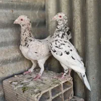 کفترجفتگاه و المانی|پرنده|مشهد, سرافرازان|دیوار