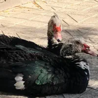 اردک ماده خارجی