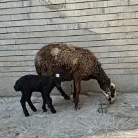 میش با بره نر