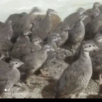 جوجه بلدرچین کوهی