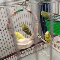 فروش مرغ عشق