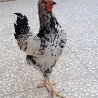 خروس زیبا|حیوانات مزرعه|قم, علی آباد سعدگان|دیوار