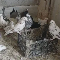 کبوتر|پرنده|گلستان (تهران), |دیوار