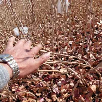 بزرگترین نهالستان ۴ کیلو