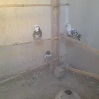 کفتر گرفتنی