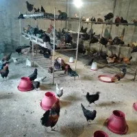مرغ تخمگذار محلی|حیوانات مزرعه|اهواز, شهرک برق|دیوار