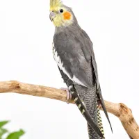 عروس هلندی سخنگو شیرین