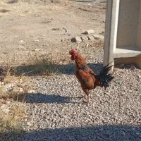 مرغ خروس