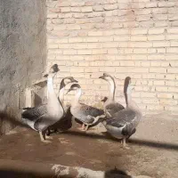 فروش قوغاز اصل اوکراینی|حیوانات مزرعه|تکاب, |دیوار