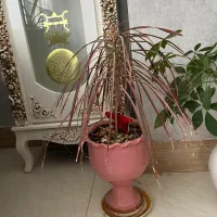 گل آپارتمانی|گل و گیاه طبیعی|صدرا-فارس, فاز ۱|دیوار