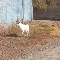 نری سانن|حیوانات مزرعه|پاریز, |دیوار