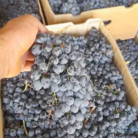 انگور دیمی کردستان