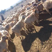 بز جوون و سرحال داشتی|حیوانات مزرعه|سیرجان, |دیوار