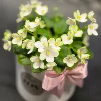 بنفشه آفریقایی