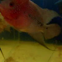 فلاور نر با ماده اشانتیون