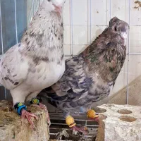 جفت لیمویی