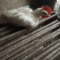 دو عدد خروس نیمچه