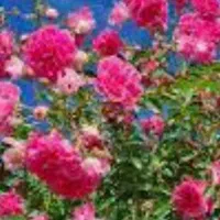 سوییت قدیمی پنجاه متری