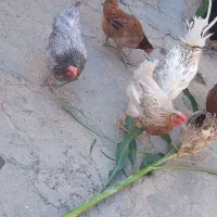 مرغ محلی|حیوانات مزرعه|سیروان, |دیوار