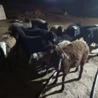 ۱۴ عدد بره نر و ماده|حیوانات مزرعه|پاکدشت, خاتون آباد|دیوار