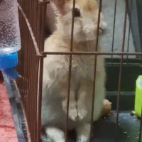 سرپرستی خرگوش ماده