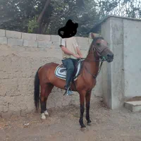 دو راس اسب نریان و مادیان