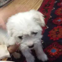پاپی