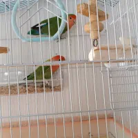 طوطی برزیلی