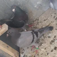 کفتر باخت خورده