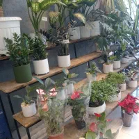 تعویض گل و گلدون در منزل