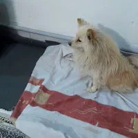 سگ پامر|سگ|پاکدشت, حصار امیر|دیوار