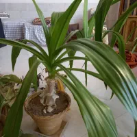 گل سوسن|گل و گیاه طبیعی|یزد, |دیوار