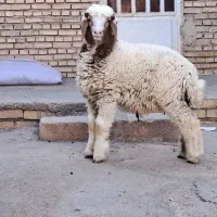 بره نر