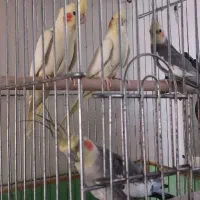 عروس هلندی|پرنده|قزوین, |دیوار