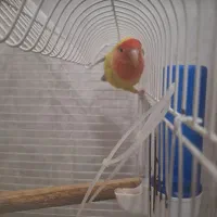 طوطی برزیلی  هلویی