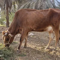 گاو جرسی با گوساله نر