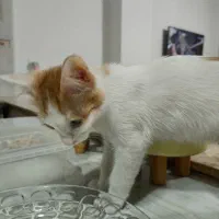 واگزاری گربه|گربه|تهران, امام زاده حسن|دیوار