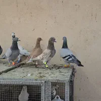 پرنده کبوتر