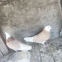 شازده زرد|پرنده|مبارکه, |دیوار