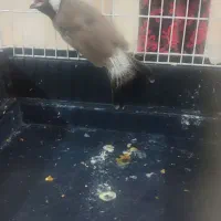قناری بخون ودستی