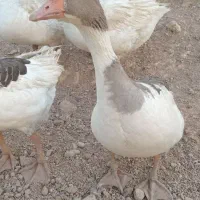 اردک