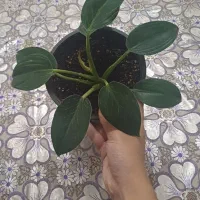 گل فروشی