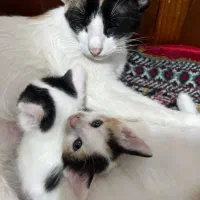 واگذاری رایگان بچه گربه